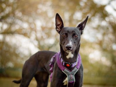 Luna | Lurcher | Kenilworth (West Midlands) - 3