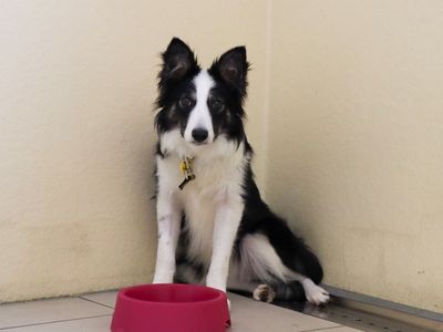 Claire | Collie (Border) | Evesham (Worcestershire) - 2