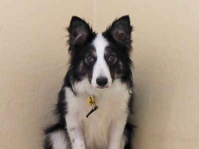 Claire | Collie (Border) | Evesham (Worcestershire) - 3
