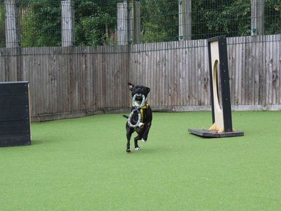 Lemonie | Terrier (Staffordshire Bull) Cross | Glasgow - 3