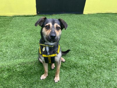Rita | Crossbreed | West Calder (Edinburgh) - 5