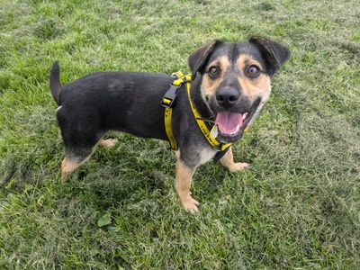Rita | Crossbreed | West Calder (Edinburgh) - 3