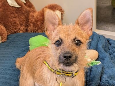 Pip | Crossbreed | Shoreham (Sussex) - 2