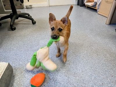 Pip | Crossbreed | Shoreham (Sussex) - 3
