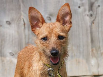 Pop | Crossbreed | Evesham (Worcestershire) - 1