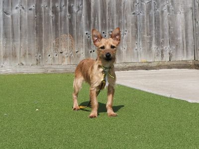 Pop | Crossbreed | Evesham (Worcestershire) - 3