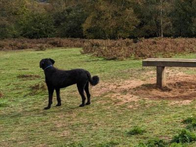 Elsie | Schnauzer (Giant) Cross | Salisbury (Wiltshire) - 3