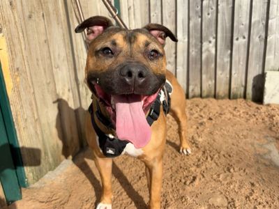 Bailey | Terrier (Staffordshire Bull) | Cardiff - 3