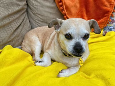 Peggy | Pug Cross | Salisbury (Wiltshire) - 3