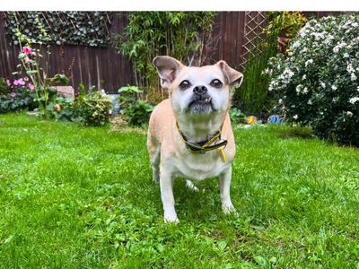 Peggy | Pug Cross | Salisbury (Wiltshire) - 2