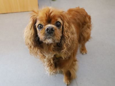 Amber | Spaniel (Cavalier King Charles) | Leeds - 2