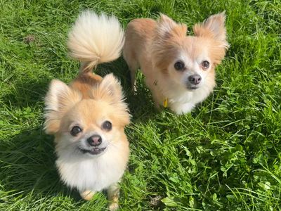 Joe, a 4 years old male Chihuahua available for adoption from Dogs Trust in West Calder, Scotland