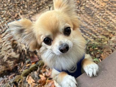 Joe | Chihuahua (Long Coat) | West Calder (Edinburgh) - 3