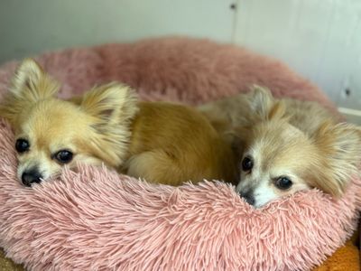 Joe | Chihuahua (Long Coat) | West Calder (Edinburgh) - 4