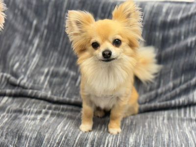Joe | Chihuahua (Long Coat) | West Calder (Edinburgh) - 5