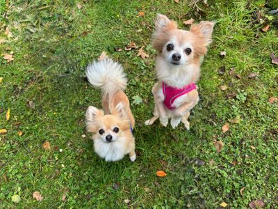 Joe | Chihuahua (Long Coat) | West Calder (Edinburgh) - 2