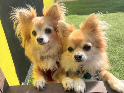 Joe | Chihuahua (Long Coat) | West Calder (Edinburgh) - 4