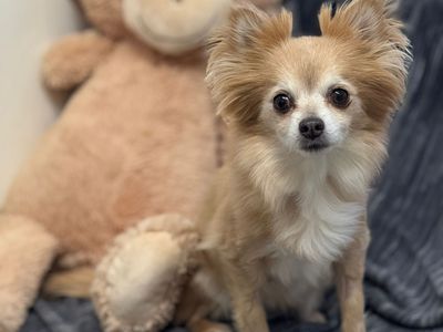 Amy | Chihuahua (Long Coat) | West Calder (Edinburgh) - 3