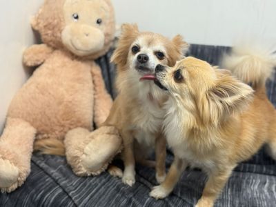 Amy | Chihuahua (Long Coat) | West Calder (Edinburgh) - 4