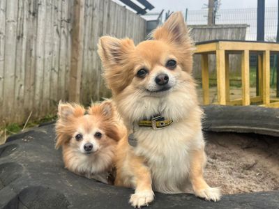 Amy | Chihuahua (Long Coat) | West Calder (Edinburgh) - 4