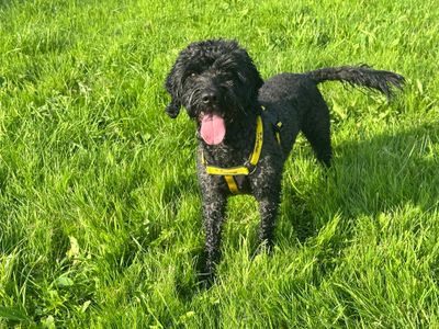 Kevin | Spaniel (Cocker) Cross | Bridgend (Wales) - 3