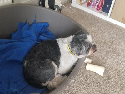 Ruby | Shih Tzu | Bridgend (Wales) - 3