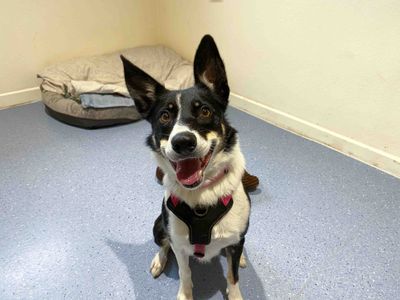 Button | Collie (Border) | Darlington - 2