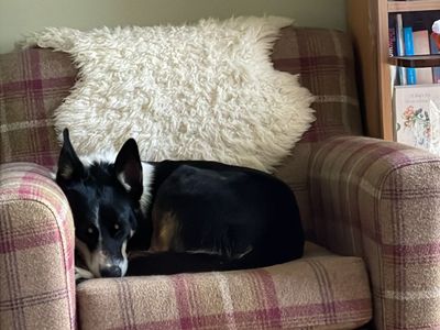 Button | Collie (Border) | Darlington - 3