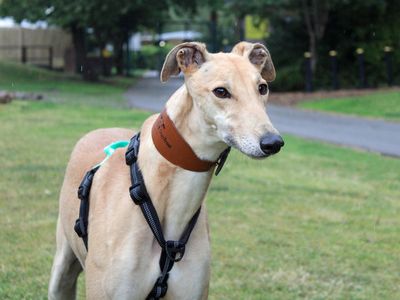 Joseph | Greyhound | Merseyside (Liverpool) - 3