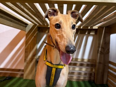 Joseph | Greyhound | Merseyside (Liverpool) - 1