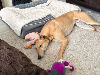 Joseph | Greyhound | Merseyside (Liverpool) - 3