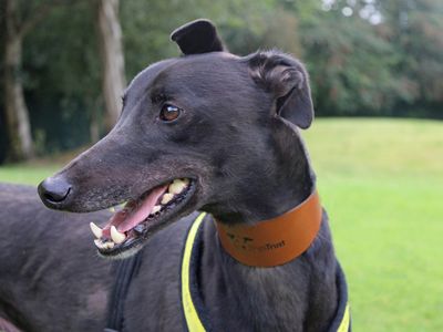 Moses | Greyhound | Merseyside (Liverpool) - 3