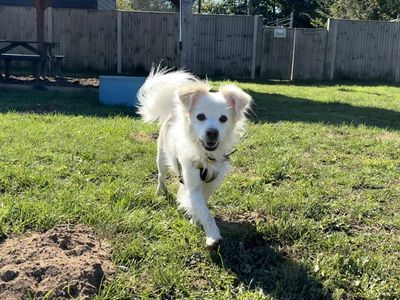 Luka | Pomeranian Cross | Snetterton (Norfolk) - 1