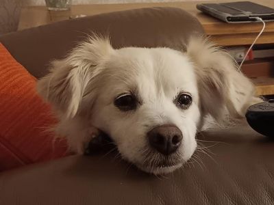 Luka | Pomeranian Cross | Snetterton (Norfolk) - 3