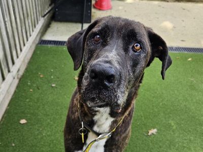 Max | Mastiff Cross | Newbury (Berkshire) - 3