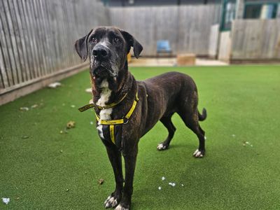 Max | Mastiff Cross | Newbury (Berkshire) - 3