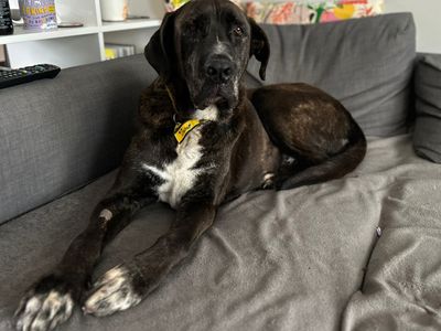 Max | Mastiff Cross | Newbury (Berkshire) - 5