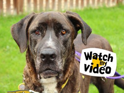 Max | Mastiff Cross | Newbury (Berkshire) - 4