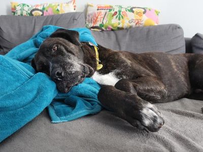 Max | Mastiff Cross | Newbury (Berkshire) - 2