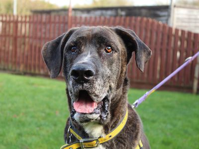 Max | Mastiff Cross | Newbury (Berkshire) - 2