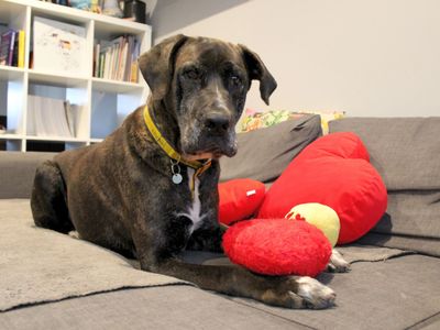 Max | Mastiff Cross | Newbury (Berkshire) - 4