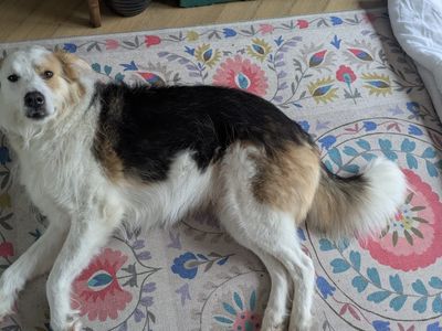 Marley | Crossbreed | Cardiff - 5