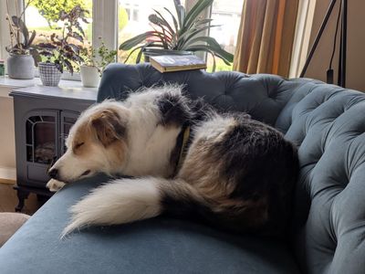 Marley | Crossbreed | Cardiff - 3