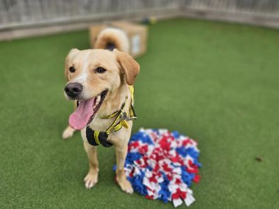 Artemis | Retriever (Labrador) Cross | Newbury (Berkshire) - 3