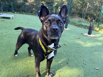 Winnie | Terrier (Patterdale) Cross | Ilfracombe - 1