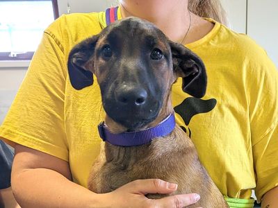 Mocha | Belgian Shepherd Dog (Malinois) Cross | Shoreham (Sussex) - 3