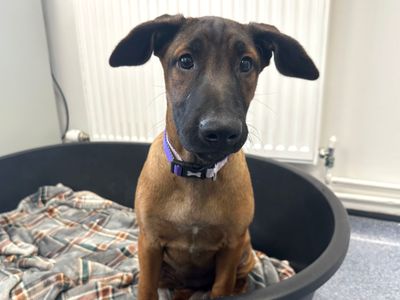 Mocha | Belgian Shepherd Dog (Malinois) Cross | Shoreham (Sussex) - 2
