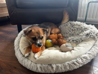 Bear, a 2 years old male Pomeranian available for adoption from Dogs Trust in Warwickshire