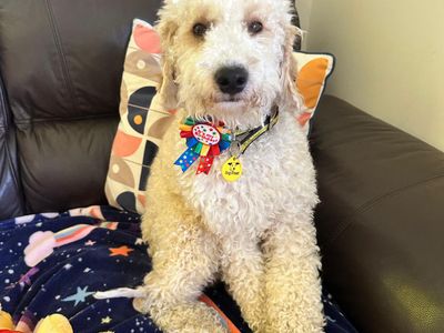 Rupert | Spaniel (Cocker) Cross | Bridgend (Wales) - 3