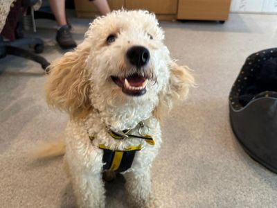 Rupert | Spaniel (Cocker) Cross | Bridgend (Wales) - 2